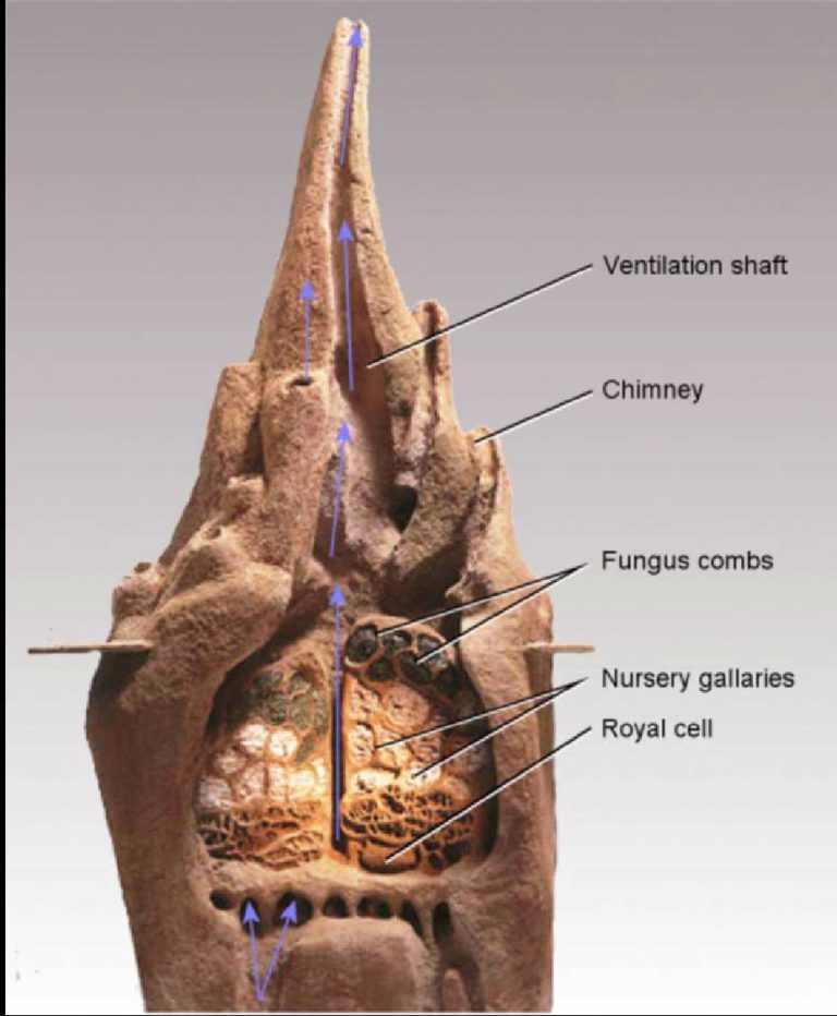 biomimetika-768x932.jpg